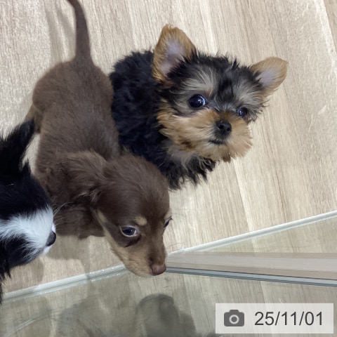 ヨークシャー・テリアの写真