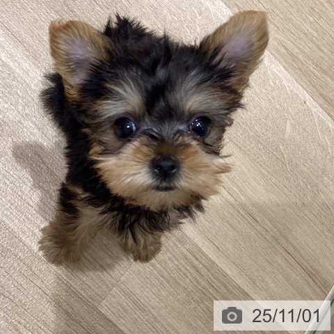 ヨークシャー・テリアの写真