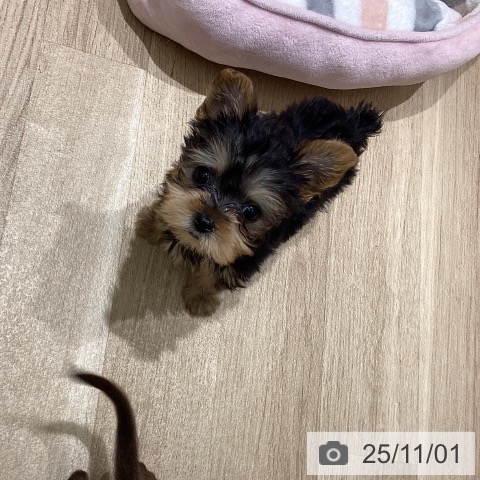 ヨークシャー・テリアの写真