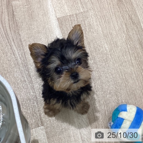 ヨークシャー・テリアの写真