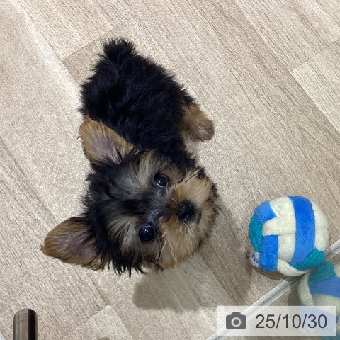 ヨークシャー・テリアの写真