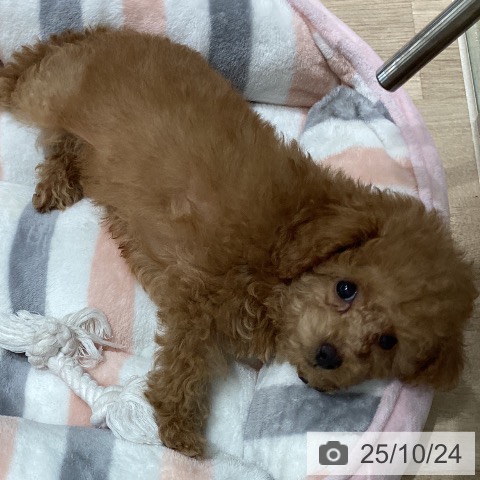 トイ・プードルの写真