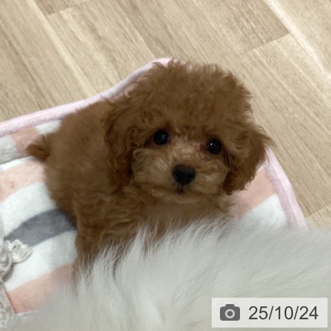 トイ・プードルの写真