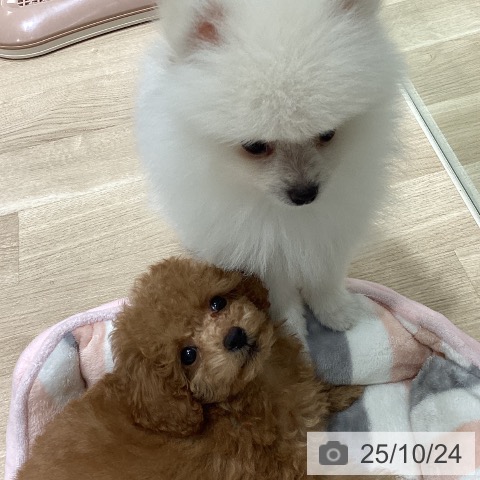 トイ・プードルの写真