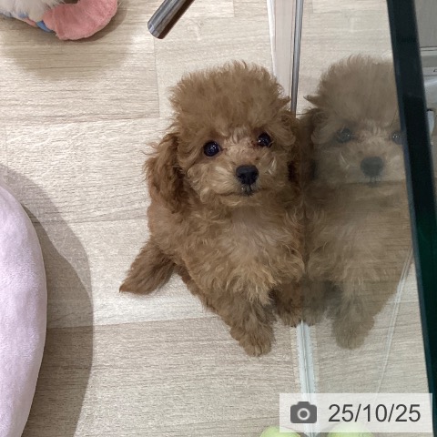 トイ・プードルの写真