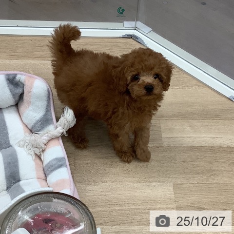 トイ・プードルの写真