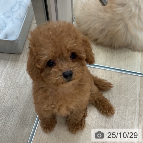 トイ・プードルの写真