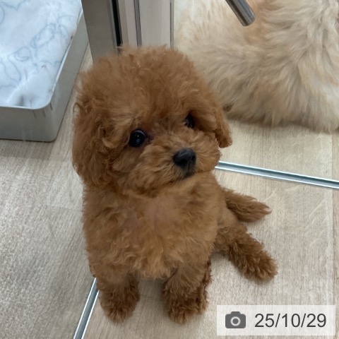 トイ・プードルの写真