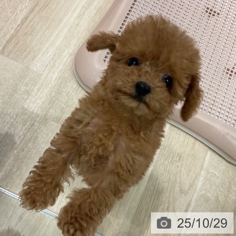 トイ・プードルの写真