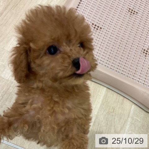 トイ・プードルの写真