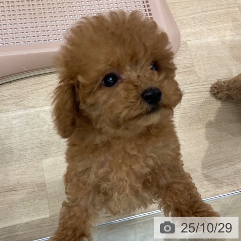 トイ・プードルの写真