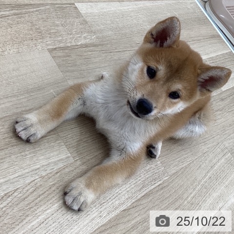 柴の写真