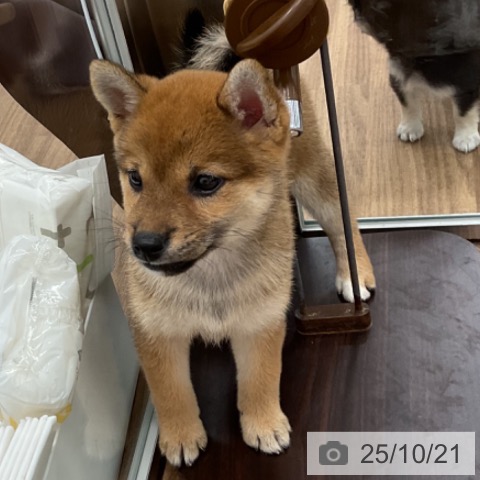 柴の写真