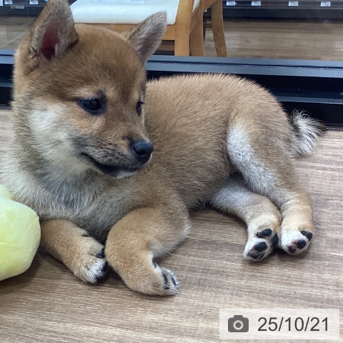 柴の写真