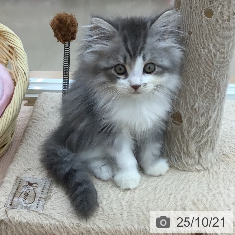 ミヌエットの写真