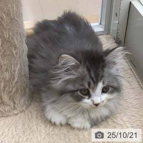 ミヌエットの写真