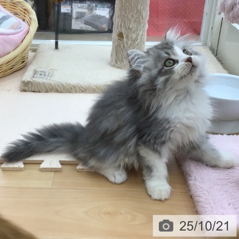 ミヌエットの写真