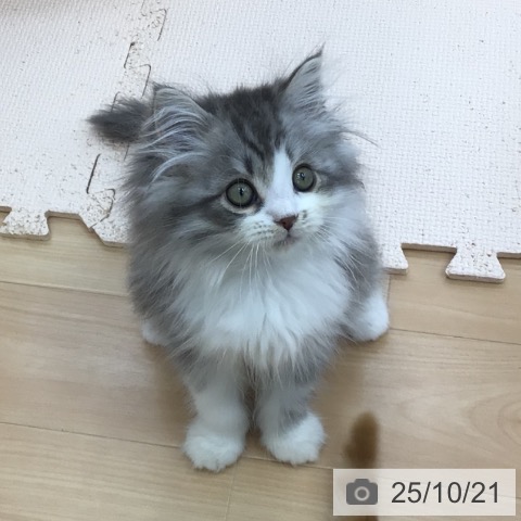 ミヌエットの写真