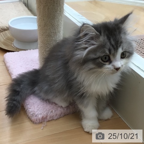 ミヌエットの写真