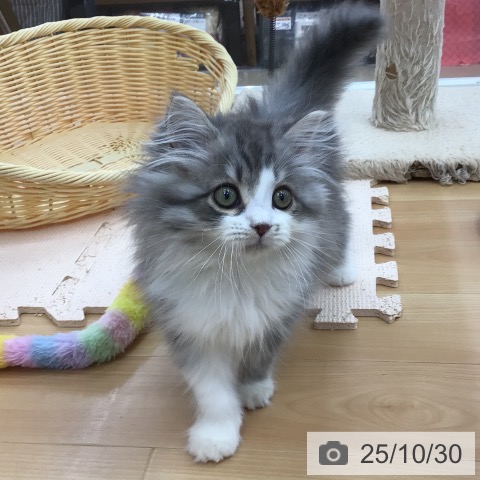 ミヌエットの写真