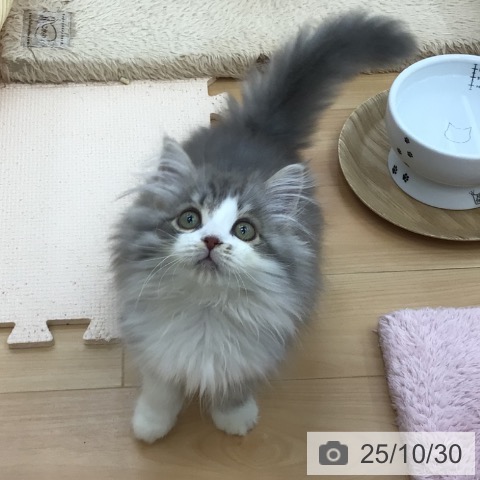 ミヌエットの写真