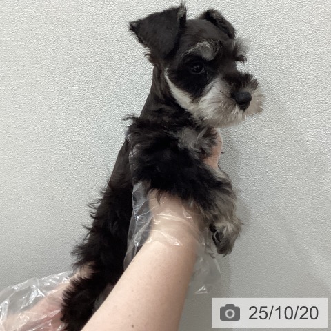 ミニチュア・シュナウザーの写真