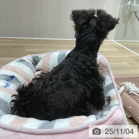 ミニチュア・シュナウザーの写真