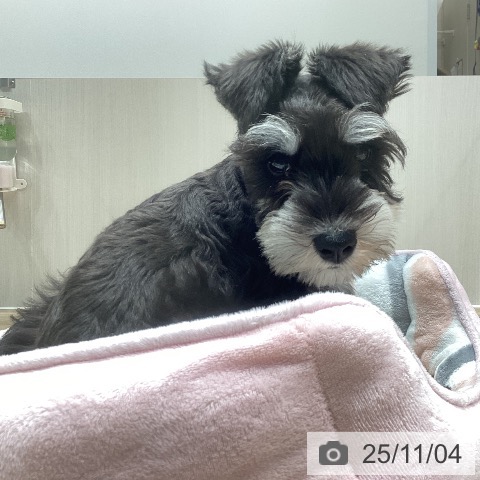 ミニチュア・シュナウザーの写真