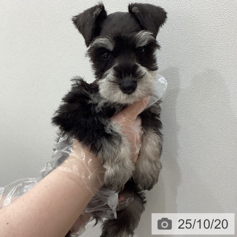 ミニチュア・シュナウザーの写真