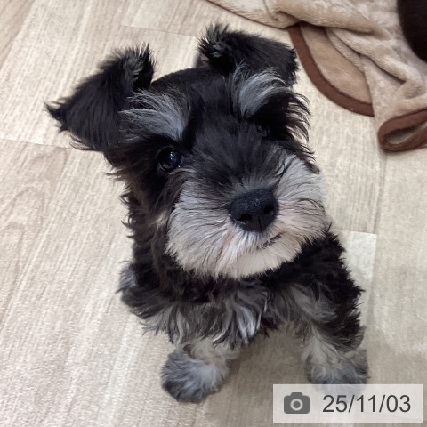 ミニチュア・シュナウザーの写真