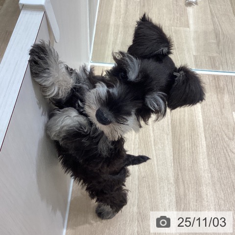 ミニチュア・シュナウザーの写真