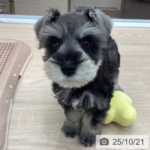 ミニチュア・シュナウザーの写真