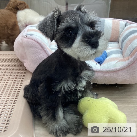 ミニチュア・シュナウザーの写真