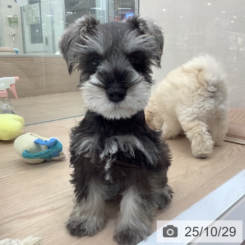 ミニチュア・シュナウザーの写真