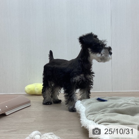 ミニチュア・シュナウザーの写真