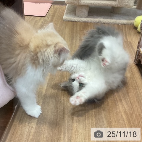 スコティッシュフォールドの写真