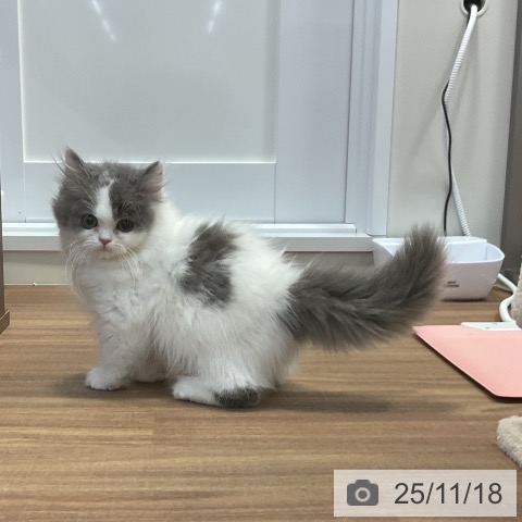 スコティッシュフォールドの写真