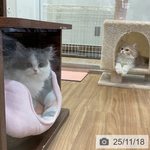 スコティッシュフォールドの写真