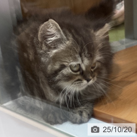 スコティッシュフォールドの写真