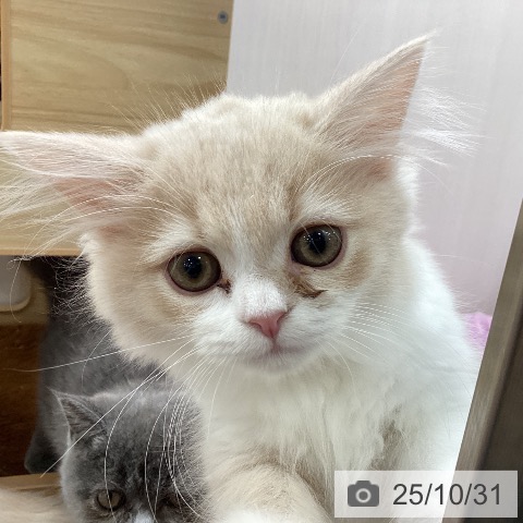 マンチカンの写真