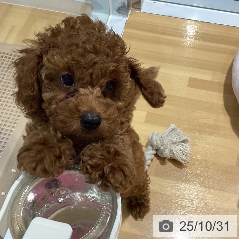 神奈川県のトイプードル(トイ) (ペットプラス ビアレ横浜店/2025年8月19日生まれ/男の子/レッド)の子犬の4枚目の画像