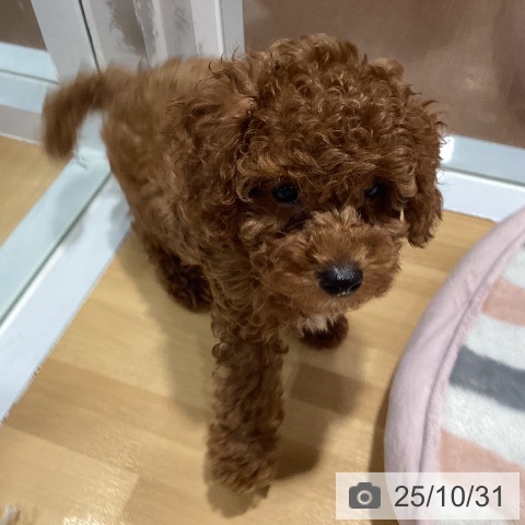 神奈川県のトイプードル(トイ) (ペットプラス ビアレ横浜店/2025年8月19日生まれ/男の子/レッド)の子犬の3枚目の画像