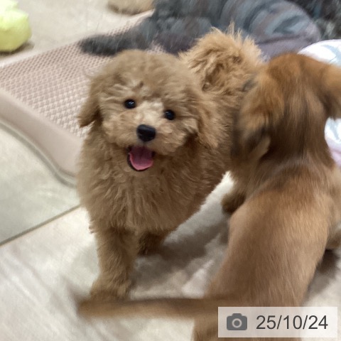 トイ・プードルの写真