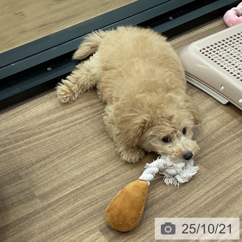 トイ・プードルの写真