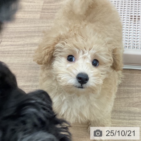 トイ・プードルの写真