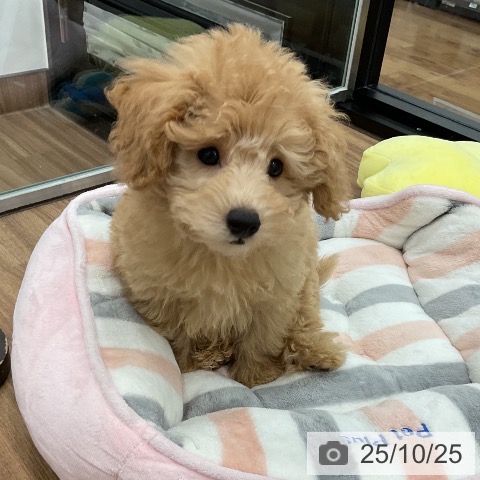 トイ・プードルの写真