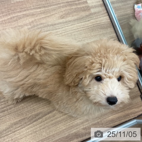 群馬県のトイプードル(トイ) (ペットプラス イオンモール太田店/2025年8月18日生まれ/男の子/オレンジフォーン)の子犬の3枚目の画像