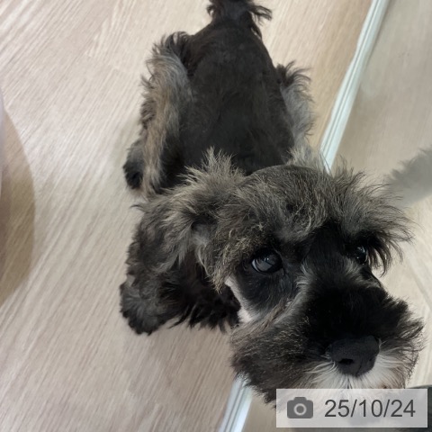 神奈川県のミニチュアシュナウザー (ペットプラス 天王町店/2025年8月21日生まれ/男の子/ソルトペッパー)の子犬の4枚目の画像