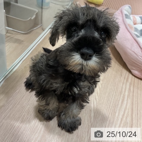 神奈川県のミニチュアシュナウザー (ペットプラス 天王町店/2025年8月21日生まれ/男の子/ソルトペッパー)の子犬の3枚目の画像