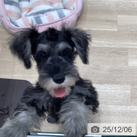 宮城県のミニチュアシュナウザー (ペットプラス 仙台泉大沢店/2025年8月21日生まれ/女の子/ソルトペッパー)の子犬の4枚目の画像